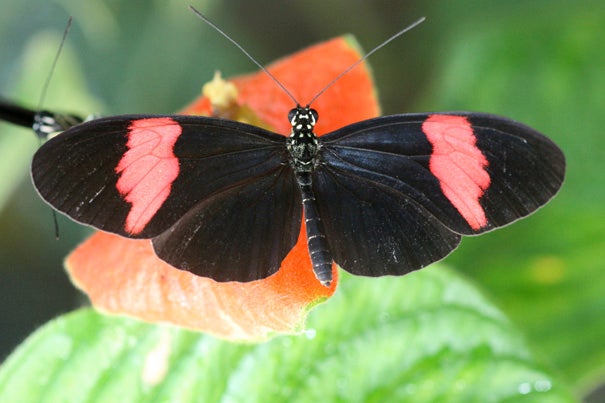 An international group of researchers examined the genome of the Postman butterfly (above), a well-known species that lives in the Peruvian Amazon, and then used that data as a guide to look at two other closely related butterfly species. They discovered that the species look similar because they share the parts of their DNA that deal with color patterns.