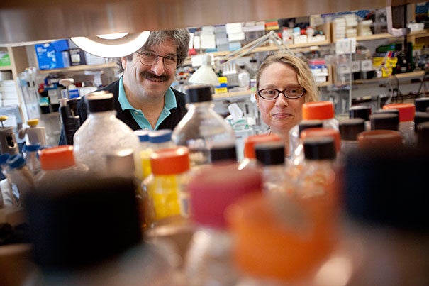Justine Melo (right), a research fellow, and Gary Ruvkun, professor of genetics at Harvard Medical School, have discovered a new way that animals detect pathogens, by monitoring the disruption of cellular pathways. 