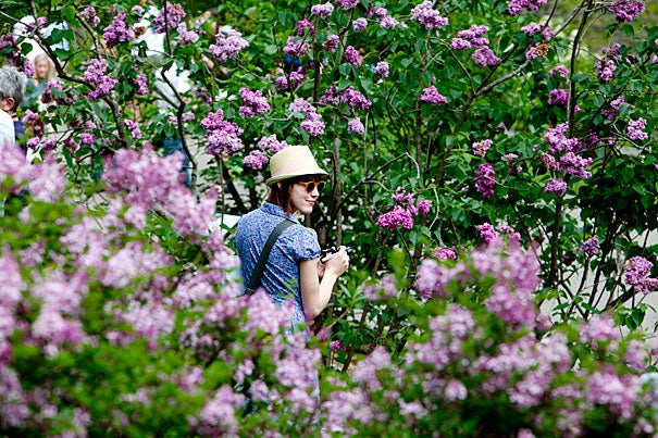 Anna Marden, of Boston, takes pictures as Harvard's Arnold Arboretum celebrated its 104th Lilac Sunday with tours and other activities. 