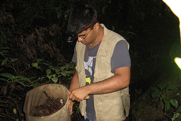 OEB graduate student Prashant Sharma sifts leaf litter gathered from the forest floor on Mount Makiling during a trip to Luzon Island in the Philippines in August 2010. Sharma and other researchers in search of harvestmen look for movement against the white tray to find the creatures, camouflaged to blend in with the dead leaves. 