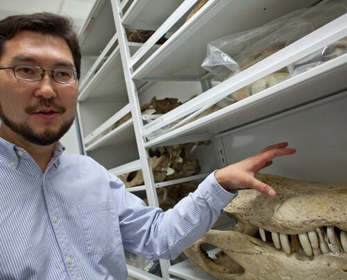 “What is interesting about this research is the way it illustrates evolution as a developmental phenomenon,” said Associate Professor of Organismic and Evolutionary Biology Arkhat Abzhanov. “By changing the developmental biology in early species, nature has produced the modern bird — an entirely new creature — and one that, with approximately 10,000 species, is today the most successful group of land vertebrates on the planet.”