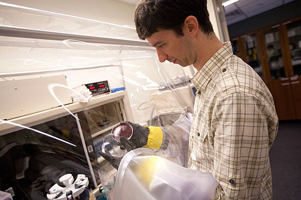 The Harvard lab of Bauer Fellow Peter Turnbaugh (above) is working to identify the mysterious microbes living in our intestines, and to better understand how the bacteria that live within us affect the drugs we take and the exotic foods we eat, collectively called xenobiotics. “There are very few examples where we know the link between gut microbes and xenobiotics — that’s one thing I’d like to change,” Turnbaugh said. 