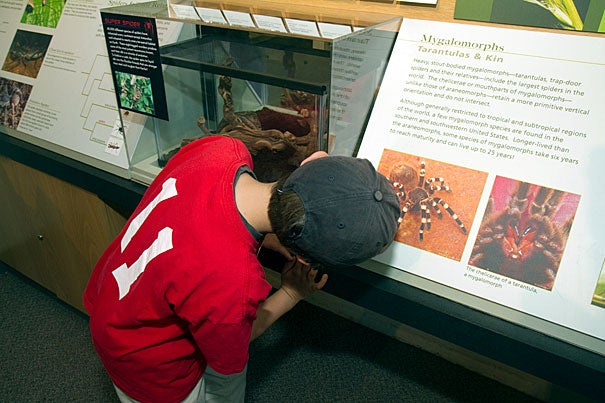 Skyler Lach, 8, of Brewster, Mass., looks at  looks at a display of preserved spiders. The Harvard Museum of Natural History's Spider Sense! taps all types of spiders as part of its scavenger hunt summer event.