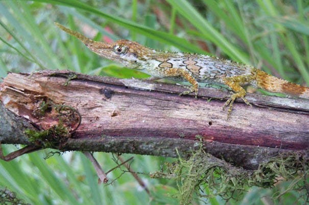 Teams of researchers from Harvard and the University of New Mexico, working with colleagues in Ecuador, have shed new light on the behavior of the proboscis anole, a lizard once known by just six specimens worldwide, and thought to be close to extinction. Their work is described in two recent papers in Breviora, the journal of Harvard’s Museum of Comparative Zoology.