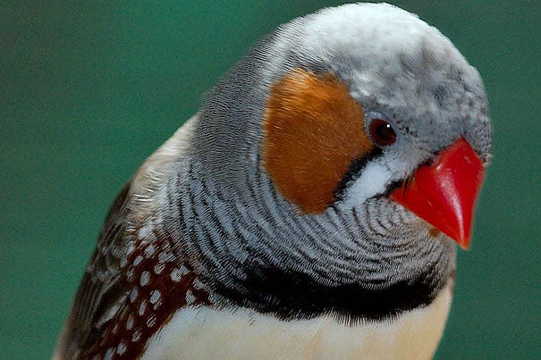Songbirds such as the zebra finch are of special interest in the study of speech because they learn to sing as humans learn to talk.