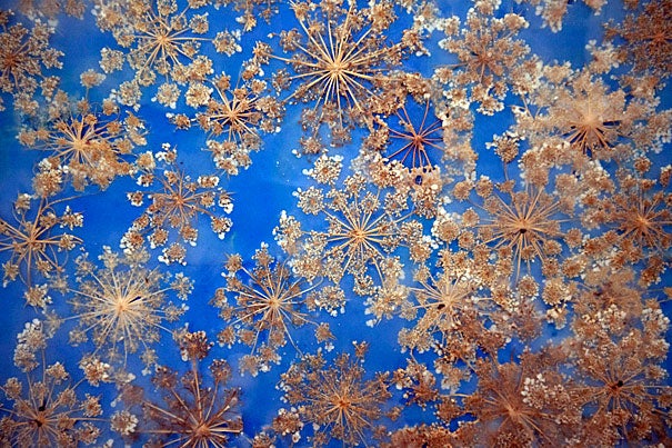 Utilizing materials gathered from 25 years of working at the Harvard Herbaria, Susan Hardy Brown's art reveals and transforms the ephemera associated with her daily work in the exhibit “Ex Herbario: Recent Works by Susan Hardy Brown,” on view now. This work is titled "Blue Queen-Anne's Lace."