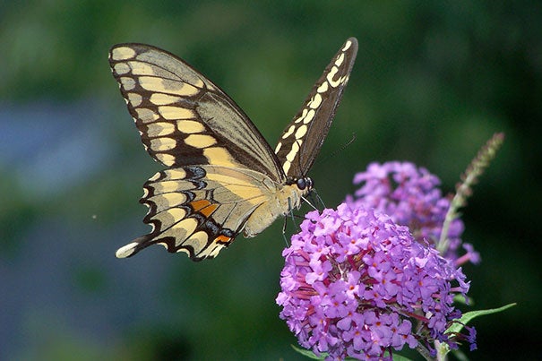 The giant swallowtail, a Southern butterfly that is usually only seen as an occasional stray in New England, has been present in high numbers in Massachusetts.