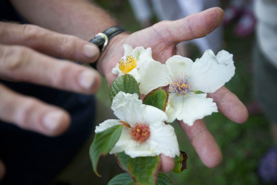 Peter Del Tredici, a senior research scientist and lecturer in landscape architecture, discusses different varieties of Stewartia at the Arnold Arboretum tree mob.  Kris Snibbe/Harvard Staff Photographer