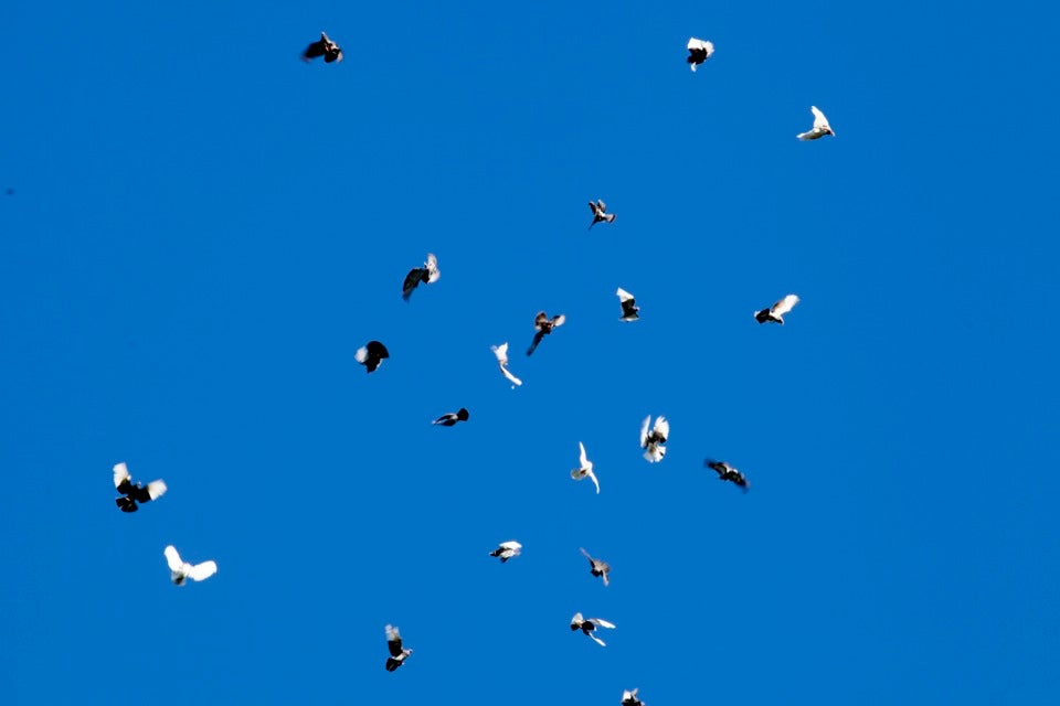 Spring’s Roller pigeons in mid-flight.  As they roll, the birds throw their wings back in an arch and spin, head over heels, in a steep plunge toward the ground.