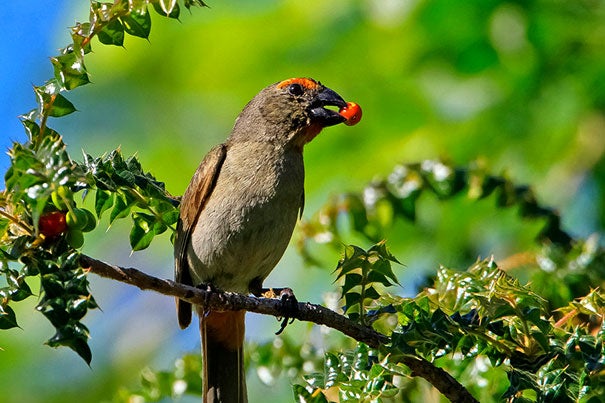 Greater Antillean bullfinches use their deep and wide beaks to crush seeds and hard fruits. Harvard researchers have found that the molecular signals that produce a range of beak shapes in birds show even more variation than is apparent on the surface.
