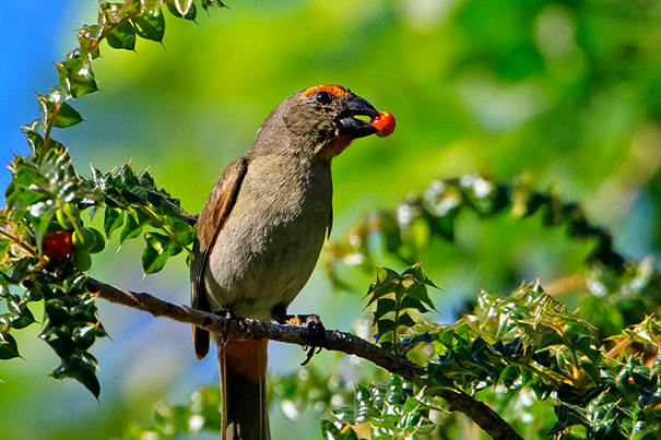 Finch Beaks: The Secret Behind Their Diverse Shapes.