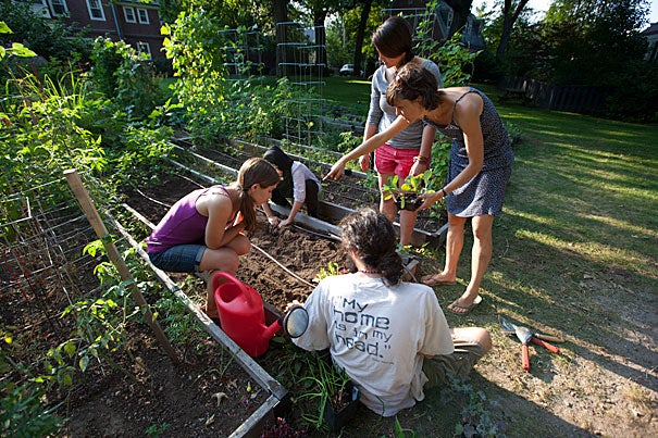 Lily Oster, (on right, pointing) is a third-year Harvard Divinity School student who has been caring for the School's garden as her summer internship. Here, she is teaching first-year students where to plant lettuce. Photo by Rose Lincoln/Harvard Staff Photographer
