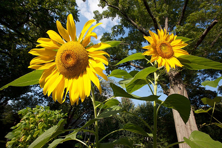 Sunflowers add color to an already vibrant place.