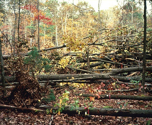 In 1990, the Harvard Forest hurricane pulldown area was a jumble of downed trees. According to David Foster, director of the Harvard Forest, “Leaving a damaged forest intact means the original conditions recover more readily." 