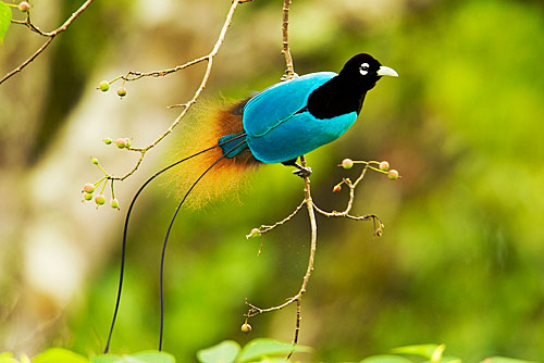 Birds Of Paradise  Ateneo Laboratory for the Learning Sciences