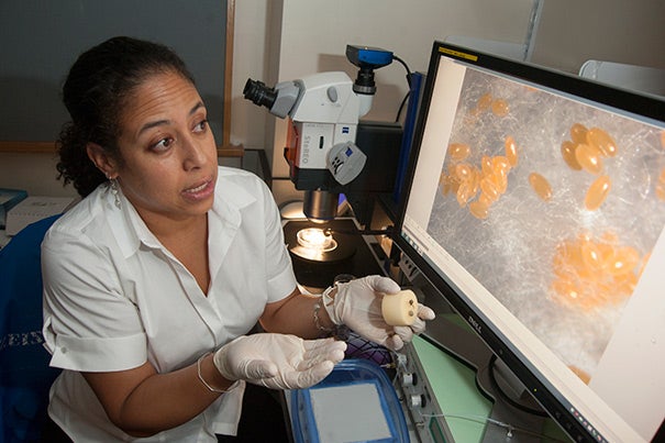 Cassandra Extavour, associate professor of organismic and evolutionary biology, led a team of researchers in solving the long-standing mystery of how some insects form germ cells, the precursors to the eggs and sperm necessary for sexual reproduction. 
