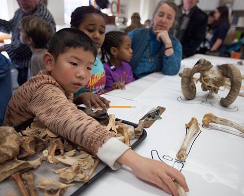 Cosmo Cao (from left), Feven Solomon, and Avyana Quarles, all third-graders from Cambridge's Haggerty School, work with Peabody Museum volunteer Sandy Nayak during a visit to the Peabody Museum's Zooarchaeology Lab.