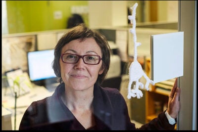 Paola Arlotta, associate professor of stem cell and regenerative biology, stands outside her office in Sherman Fairchild. The object to her left on the glass wall is a crocheted version of a corticospinal neuron, the type Arlotta and postdoctoral fellow Caroline Rouaux created. It was crocheted for Arlotta by a graduate student.