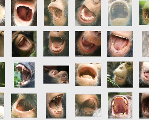 A sample of the hundreds of dental images collected during the 21-month photographic study. 
