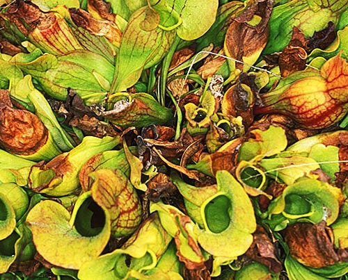 Each leaf of the northern pitcher plant can be used as a replicate microecosystem with which to explore tipping points, regime shifts, and alternative states.