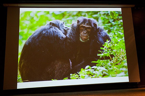 “The threats to chimpanzees are, of course, enormous. The loss of forest is too fast to estimate well,” said Harvard Professor Richard Wrangham. He and Elizabeth Ross, founder and executive director of the Kasiisi Project in Uganda, described in a Harvard talk the difficult present for chimpanzees in Uganda’s Kibale National Park, their potentially bleak future, and the sources of hope. 