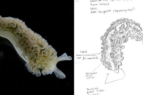 An Elysia crispata, or "solar-powered" sea slug, photographed and illustrated. The picture was taken by Professor Gonzalo Giribet. Mary Griffin '13 did the illustration as part of Giribet’s class, "Biology of Invertebrates."
