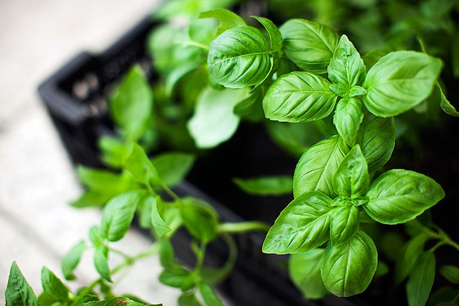 Everyone knows how good basil is on pizza and in paninis, but did you know it’s said to ease cold symptoms, too? Try boiling the leaves and sip it with honey to alleviate a sore throat and cough.