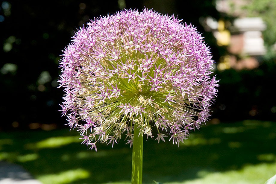 A giant onion (Allium giganteum) — an ornamental perennial — flowers in the Loeb House garden. Jon Chase/ Harvard Staff Photographer