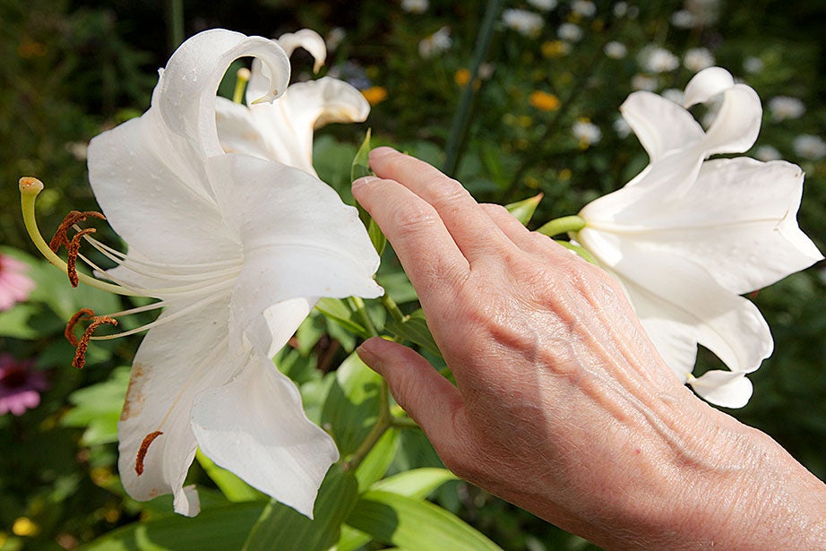 White stargazer lilies add an elegant note. Kris Snibbe/Harvard Staff Photographer