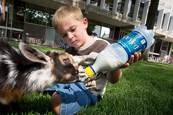 Landon Richard, age 4, feeds Cosmo, a 1-month-old goat (photo 1). Over the next few Thursdays, students and visitors to Harvard Yard can pet and play with animals as part of a community-building event by Common Spaces. 