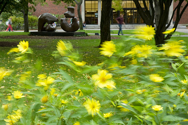(Cambridge, MA - Oct. 3, 2008) - feature at Harvard University. 
Staff photo Jon Chase/Harvard University News Office