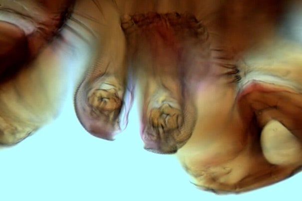 This 2-D image of a wood tick's head, taken through a microscope, reveals little information about the bug's 3-D structure (photo1). Kenneth B. Crozier, the principal investigator at SEAS, has helped to change that with a new and accessible way to create 3-D images of translucent materials, such as biological tissues (photo 3).