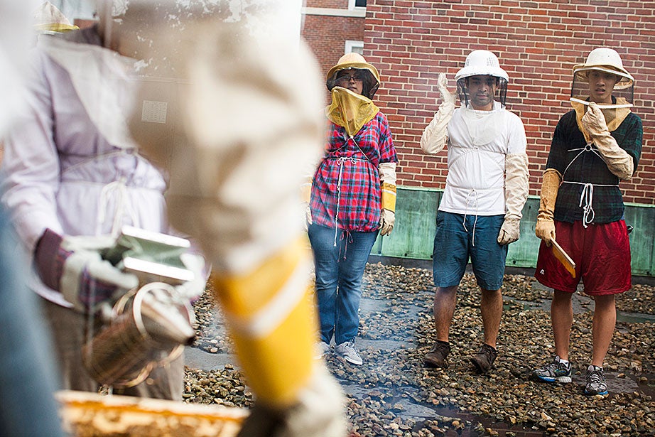 Georgia Shelton ’14 (from center), Ben Stamas ’14, and Austin Chen ’16 watch as fellow beekeepers examine the hive.