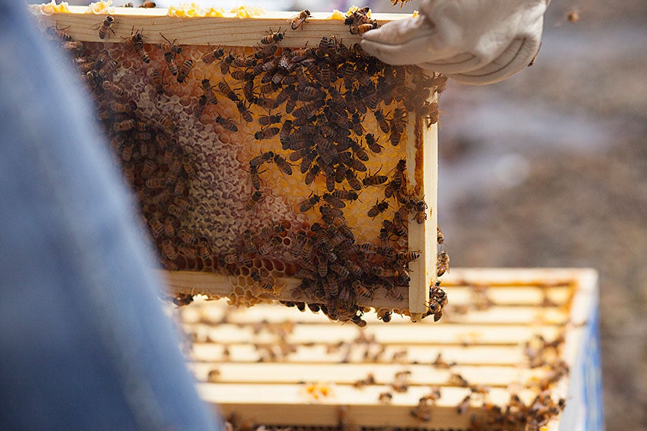 Li Murphy ’15 holds up a section of the hive.