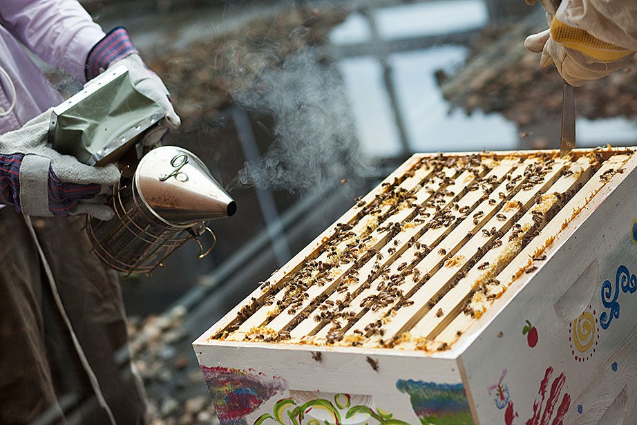Amalee Beattie ’17 (left) assists Li Murphy ’15 with the open hive.
