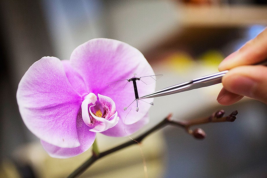 Graduate students Kevin Ma and Pakpong Chirarattananon perform a pre-flight lab inspection of the RoboBee (framed by an orchid) at the Harvard Microrobotics Laboratory. 