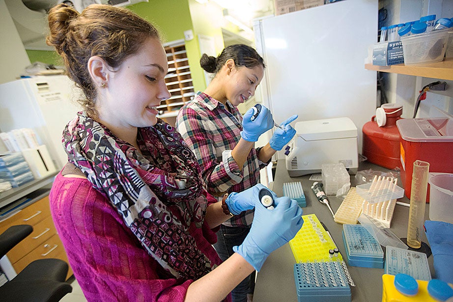 Marissa Suchyta ’14 (left) and graduate student Alana Van Dervort study salamander regeneration in a lab at the Harvard Stem Cell Institute.