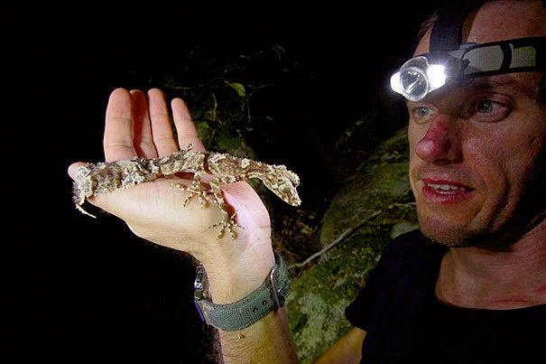 Herpetologist Conrad Hoskin holds a new species of leaf-tailed gecko shortly after his discovery in the pockets of rainforest in the boulder fields of the Cape Melville Range (photos 1, 2). Earlier expeditions to the mountains’ base had uncovered new species, but the rough terrain had discouraged exploration of the mountains themselves. Transport via helicopter can be both dangerous and difficult.