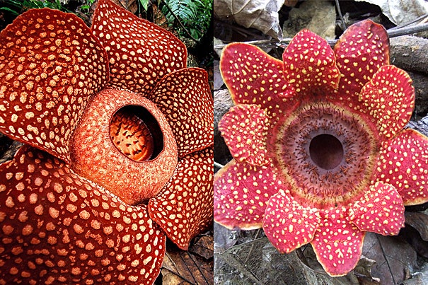 Harvard researchers have solved the nearly 200-year-old mystery of how Rafflesia, the largest flowering plants in the world, develop. The Rafflesia (left) and Sapria closely resemble one another yet are actually built in fundamentally different ways, noted Harvard Professor Charles Davis. While the study sheds new light on how these plants develop, Davis said it may also help to explain how Rafflesia in particular attained such huge flowers. 