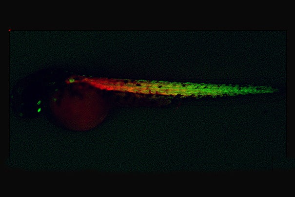 Newly created muscle progenitor cells (green) and muscle fibers (red) in a zebrafish embryo. 