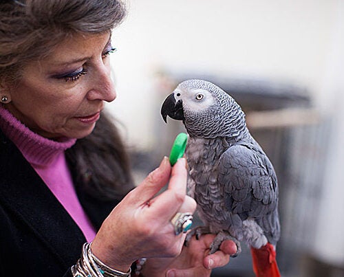 In her research, Irene Pepperberg found that Griffin, an African grey parrot, gradually came to understand that he would get a better payoff by picking the green cup — and sharing the reward. 