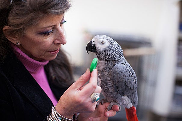 In her research, Irene Pepperberg found that Griffin, an African grey parrot, gradually came to understand that he would get a better payoff by picking the green cup — and sharing the reward. 