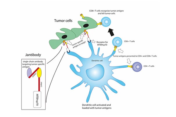 In this diagram, the Jantibody fusion protein, combining an antibody fragment targeting an antigen found on tumor cells with an immune-response-inducing protein, activates dendritic cells against several tumor antigens and induces a number of T-cell-based immune responses.
