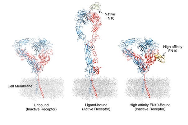 The two peptide chains of an integrin receptor (left), colored red and blue, extend through the cell membrane into the extracellular space. When bound to the common form of a ligand-mimicking molecule, the integrin becomes activated (center), changing its shape and causing the cell to become sticky. Binding the high-affinity form of the molecule, FN10 (right), does not cause the integrin to shape-shift, blocking its activation. 
