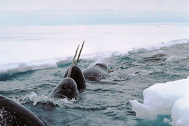 Male narwhals have one spiral tooth that projects through the upper lip, jutting nine feet out from only one side of the head. Here they are seen swimming off Baffin Island, Canada.