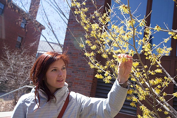 “I wanted to create something that made herbal medicine accessible,” said Steph Zabel, a curatorial assistant at the Harvard Herbarium and founder of Herbstalk, a two-day educational festival based in Somerville that features classes on how to use herbs and plants, like hazel blossoms, seen here. 