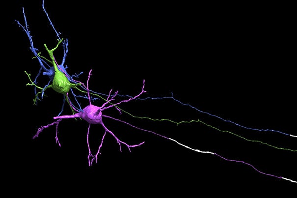 The higher you look in the cerebral cortex, the less myelin you'll find, according to Professor Paola Arlotta. Not only that, but “neurons in this part of the brain display a brand-new way of positioning myelin along their axons that has not been previously seen," Arlotta added. Pictured is an image of three neurons.