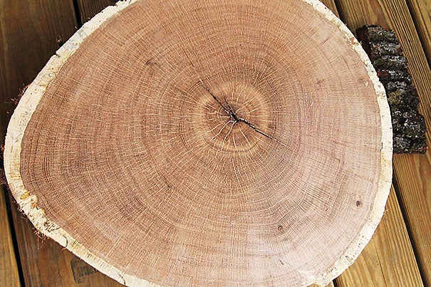 The rings of old-growth trees reveal centuries of forest change (photo 1). As part of their research, Merril Flannary and Bob Gaines extract a core sample from a large, old-growth white oak in Kentucky (photo 2). Results from an analysis of tree rings spanning more than 300,000 square miles and 400 years point to ways in which seemingly stable forests could abruptly change over the next century.