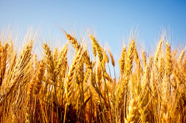 Researchers tested the nutrient concentrations of the edible portions of wheat and rice — among other crops — and found a significant decrease in the concentrations of zinc, iron, and protein.