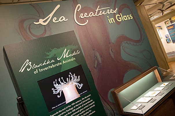 The glass sea creatures, dating to the 1870s and ’80s, were made by German glass artists Leopold and Rudolf Blaschka, who created Harvard’s famed Glass Flowers collection. The sea creatures were made earlier in the Blaschkas’ careers and, unlike the Glass Flowers, which were made solely for Harvard, the sea creatures were widely sold as biological models. 